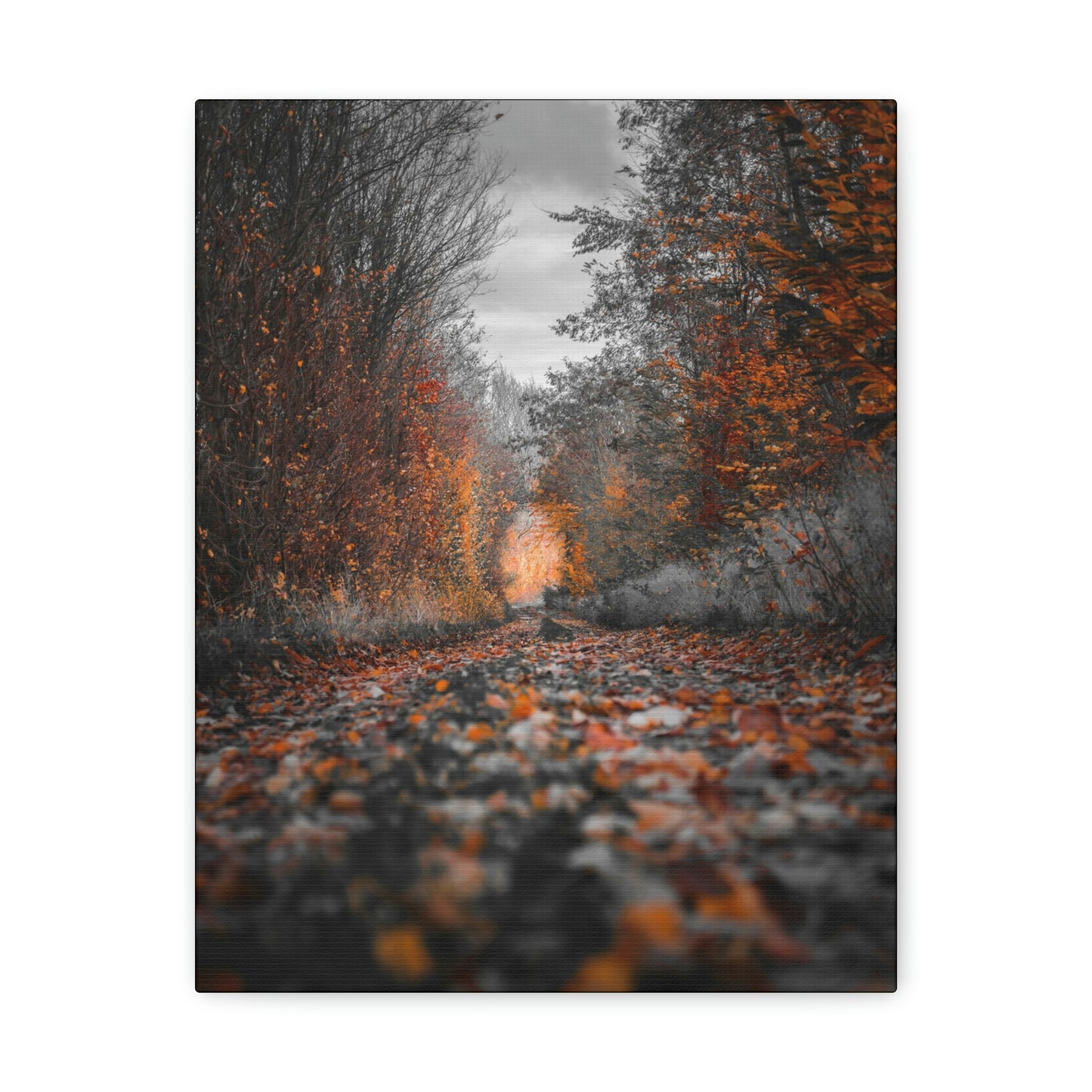 Fall road - Foliage, Nature, Forest, Leaves - Canvas Gallery Wraps