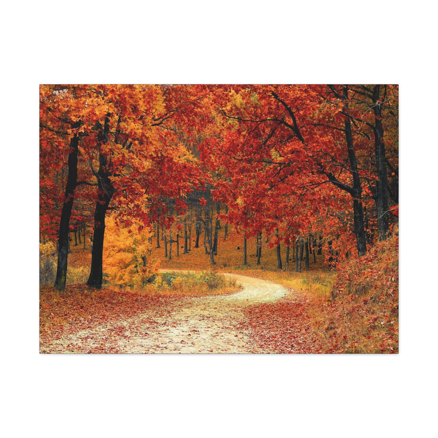 Fall Trail - Foliage forest - Canvas Gallery Wraps