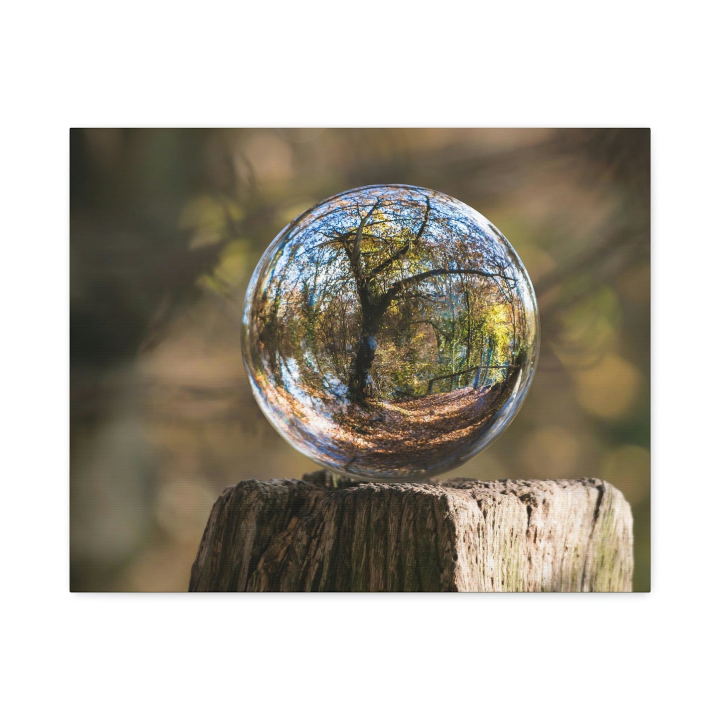Forest, Globe, Trees, Nature, Forest Globe - Polyester Canvas
