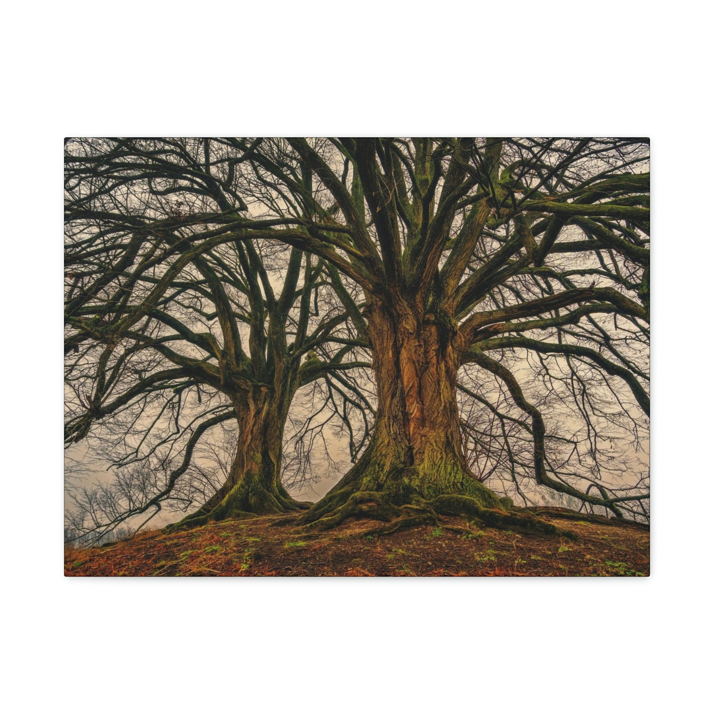 Dark Trees - Nature, Trees, Dark Canvas Gallery Wraps