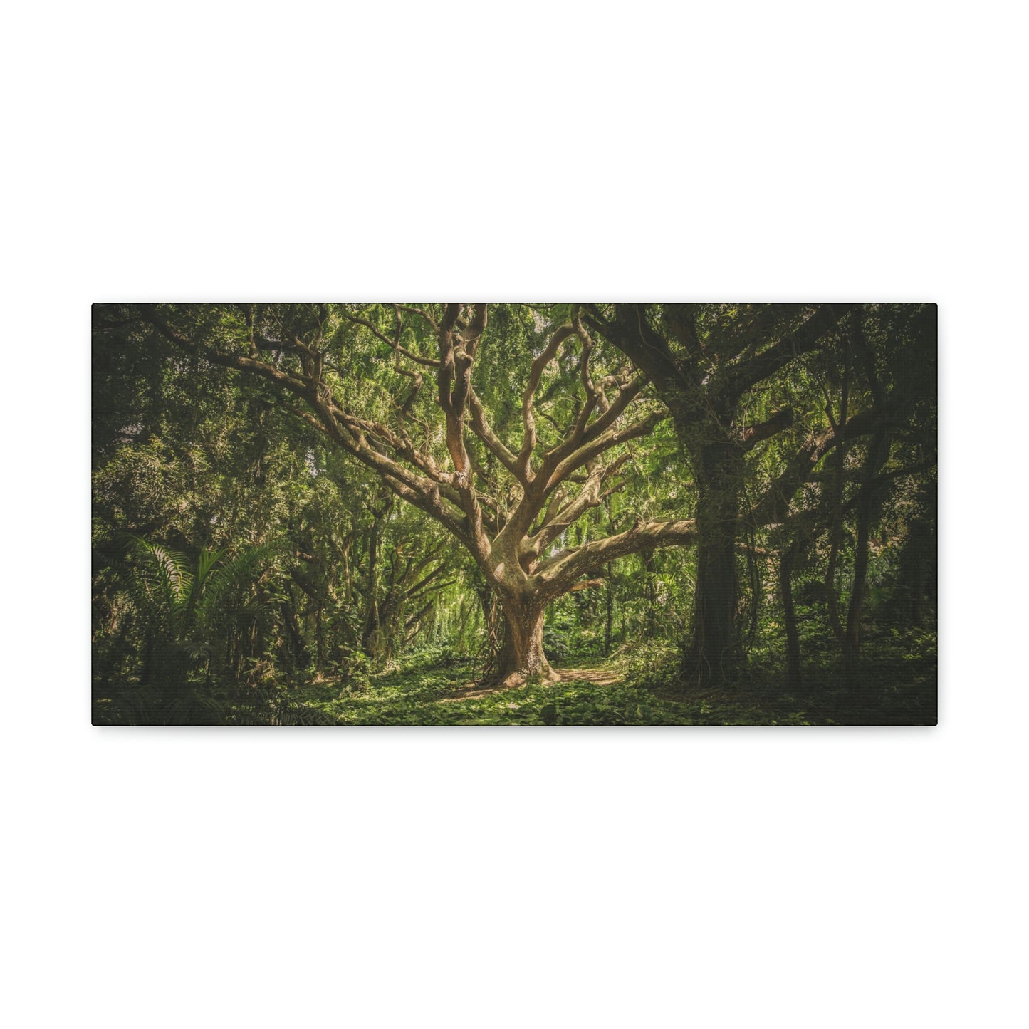 Forest - Tree Canvas Gallery Wraps