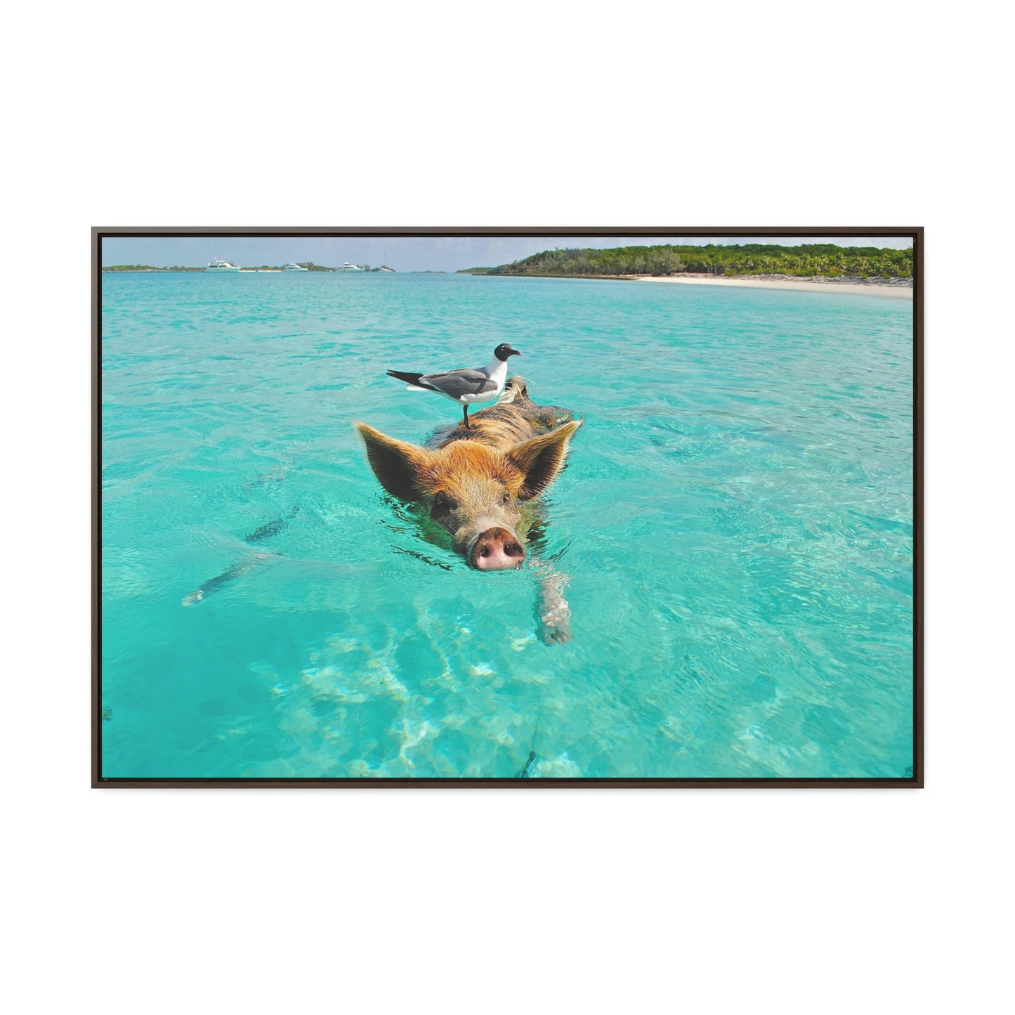 Ocean hog - Gallery Canvas Wraps, Horizontal Frame