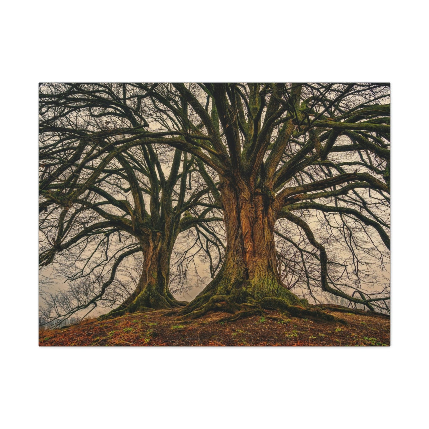 Dark Trees - Nature, Trees, Dark Canvas Gallery Wraps