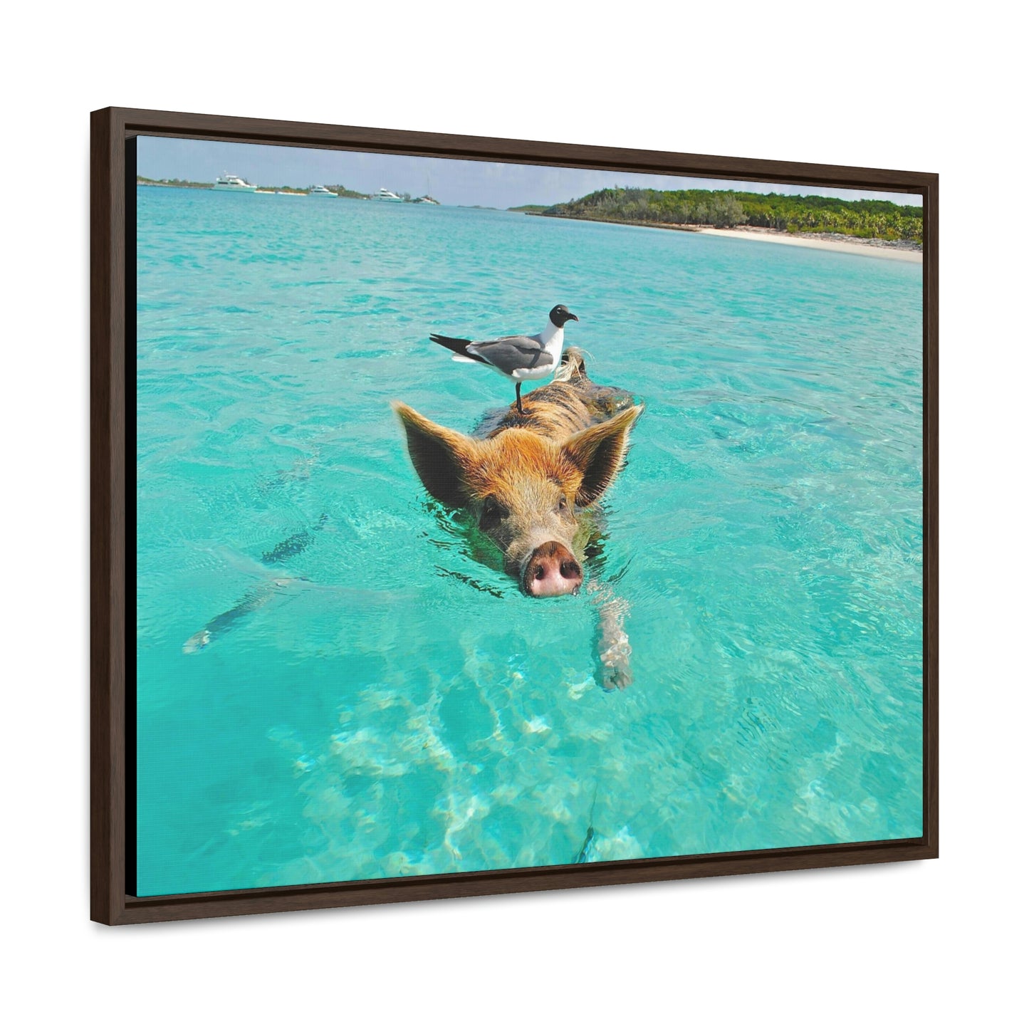 Ocean hog - Gallery Canvas Wraps, Horizontal Frame