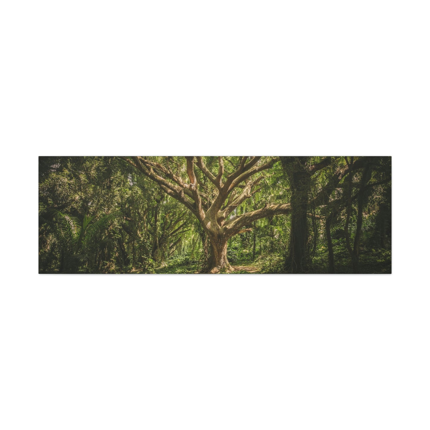 Forest - Tree Canvas Gallery Wraps