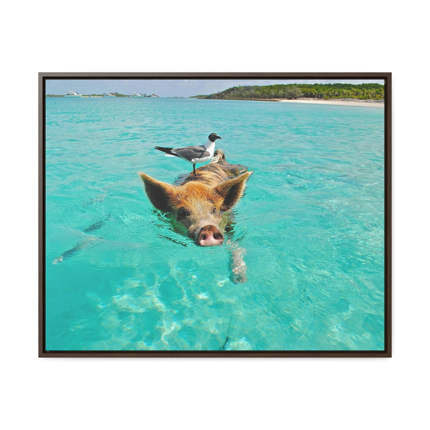 Ocean hog - Gallery Canvas Wraps, Horizontal Frame