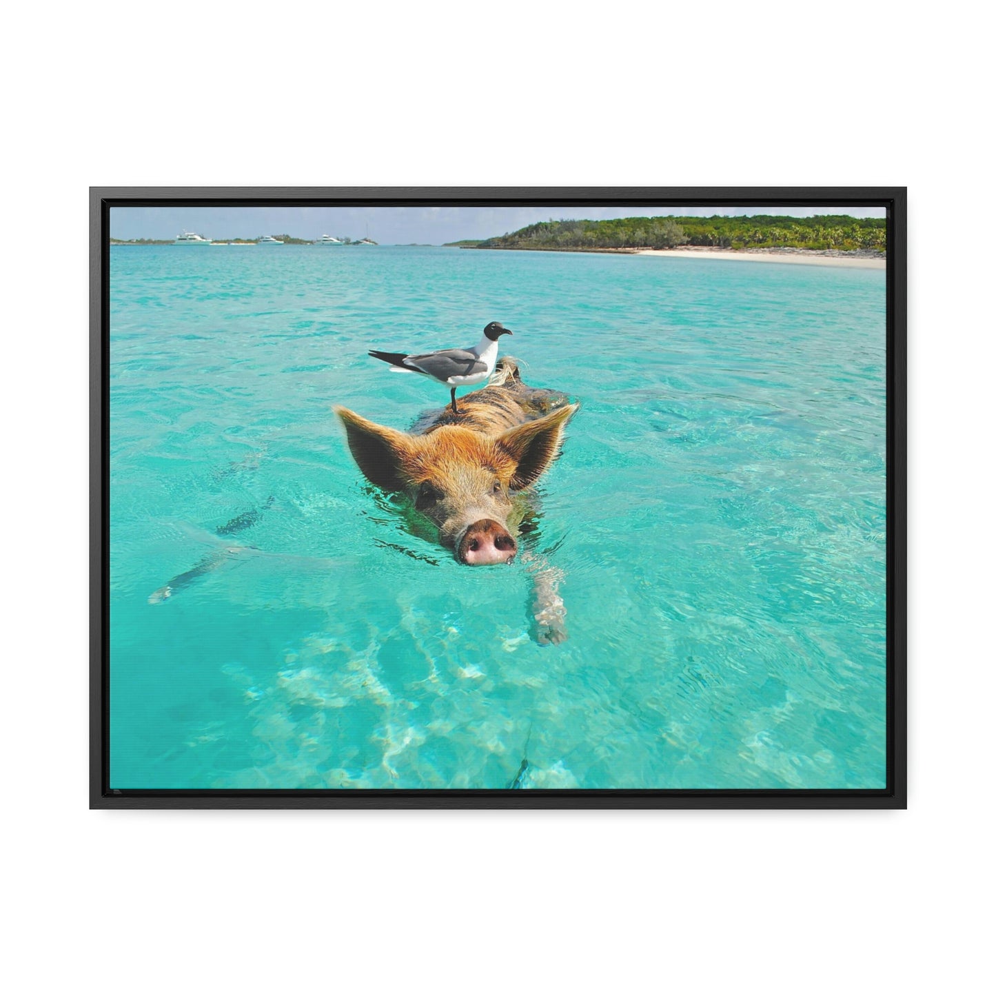 Ocean hog - Gallery Canvas Wraps, Horizontal Frame