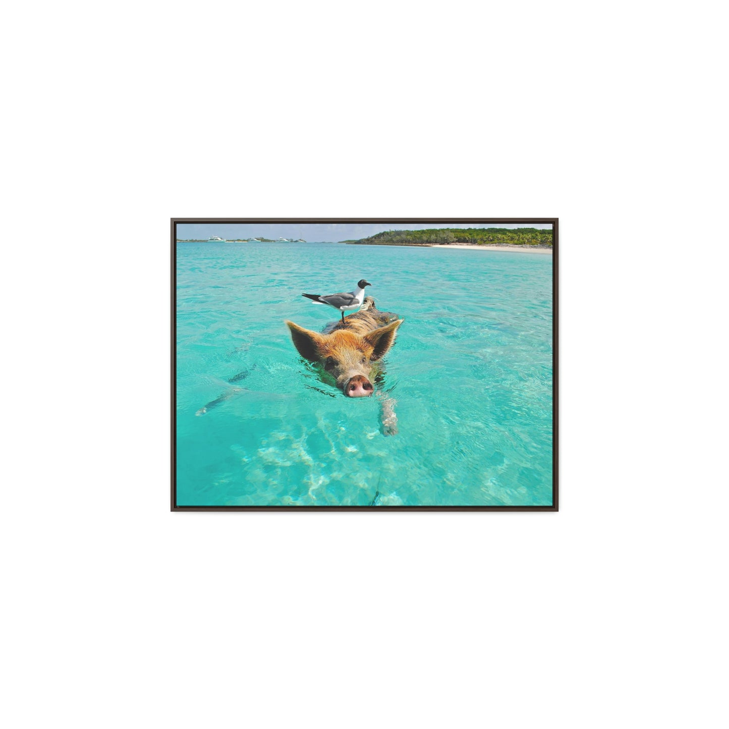 Ocean hog - Gallery Canvas Wraps, Horizontal Frame