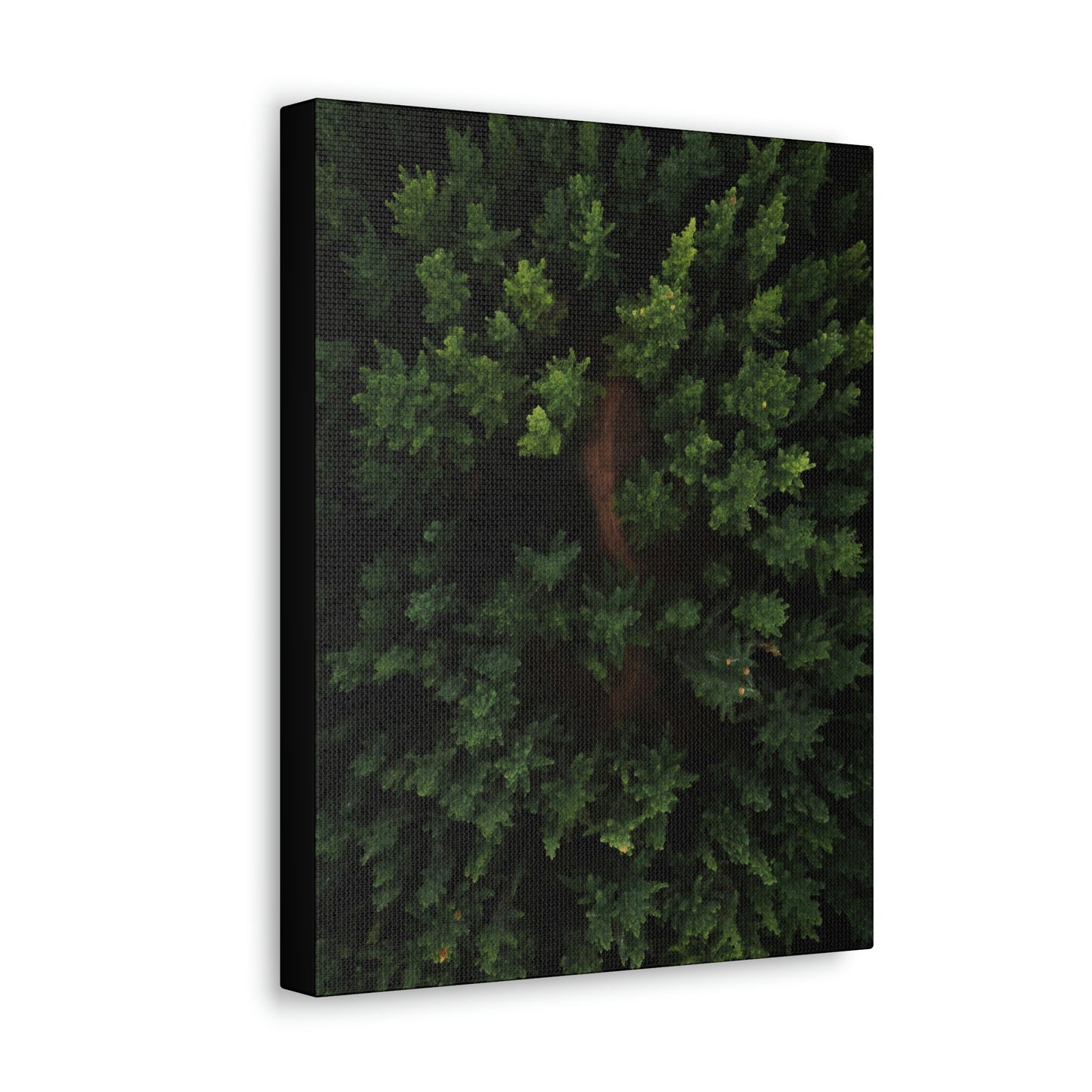 Forest eagle-view - Canvas Gallery Wraps