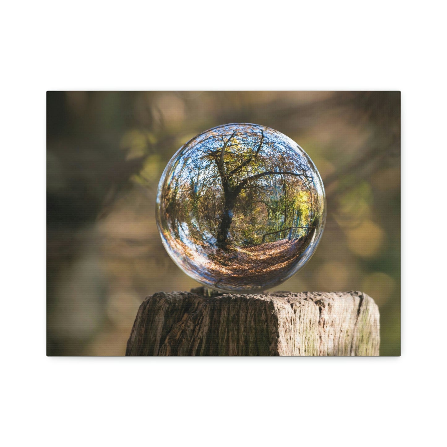 Forest, Globe, Trees, Nature, Forest Globe - Polyester Canvas