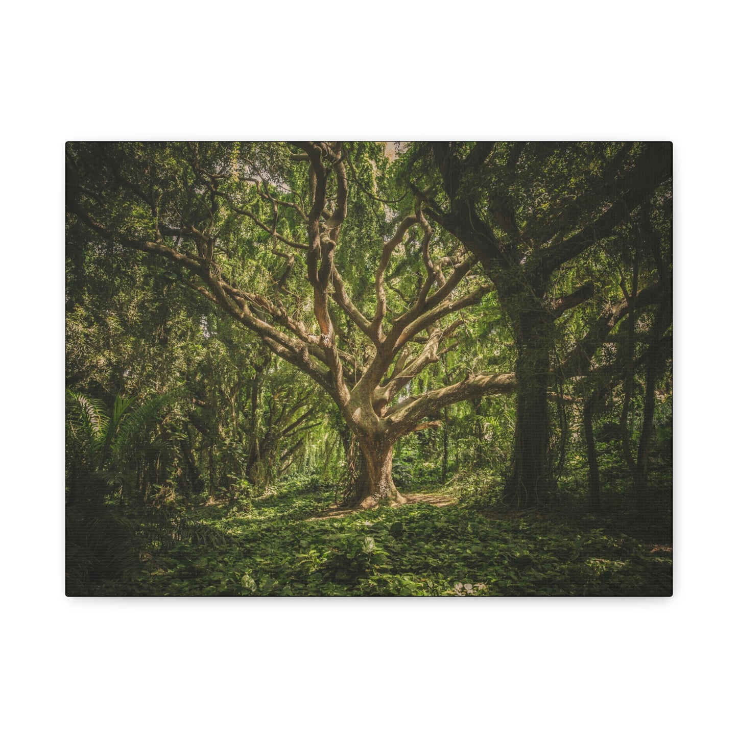 Forest - Tree Canvas Gallery Wraps
