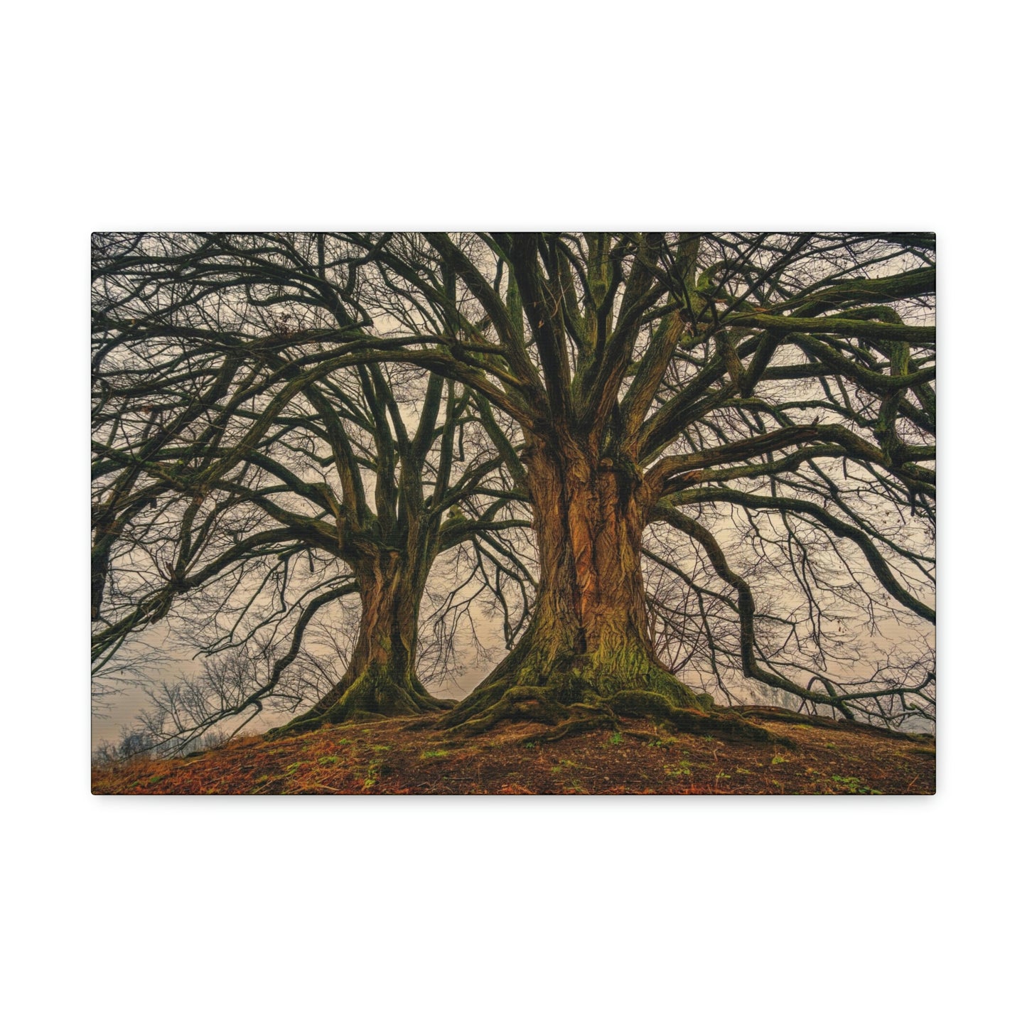 Dark Trees - Nature, Trees, Dark Canvas Gallery Wraps