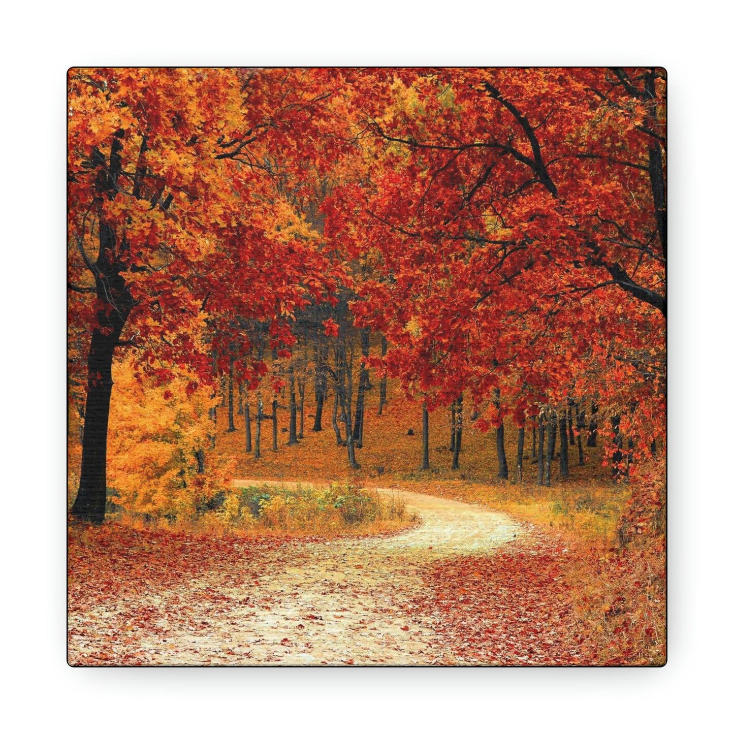 Fall Trail - Foliage forest - Canvas Gallery Wraps