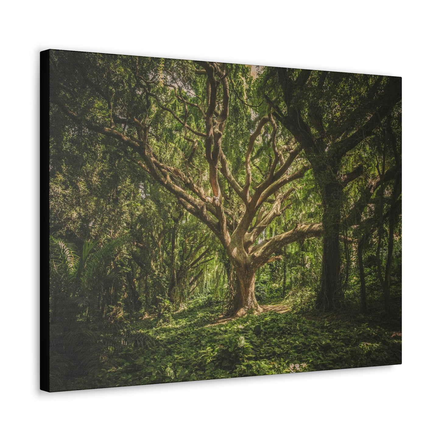 Forest - Tree Canvas Gallery Wraps