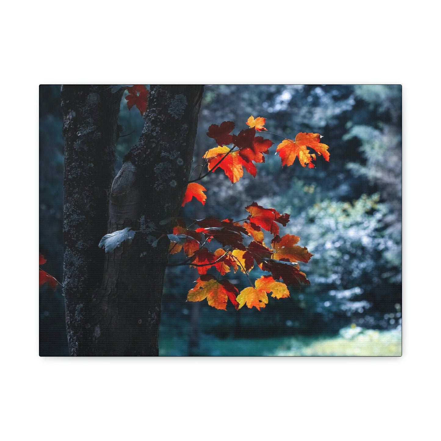 The last Leaves, Fall, Foliage, Nature, Forest - Canvas Gallery Wraps