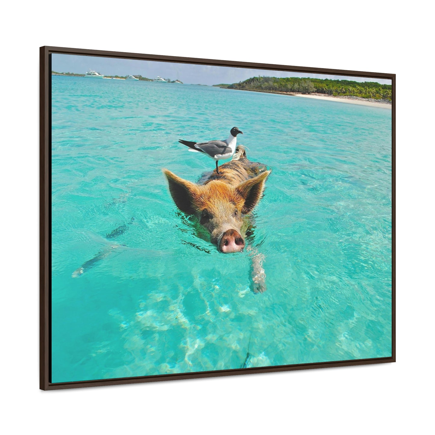 Ocean hog - Gallery Canvas Wraps, Horizontal Frame