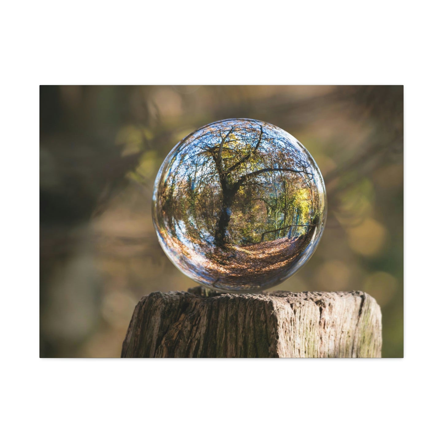 Forest, Globe, Trees, Nature, Forest Globe - Polyester Canvas