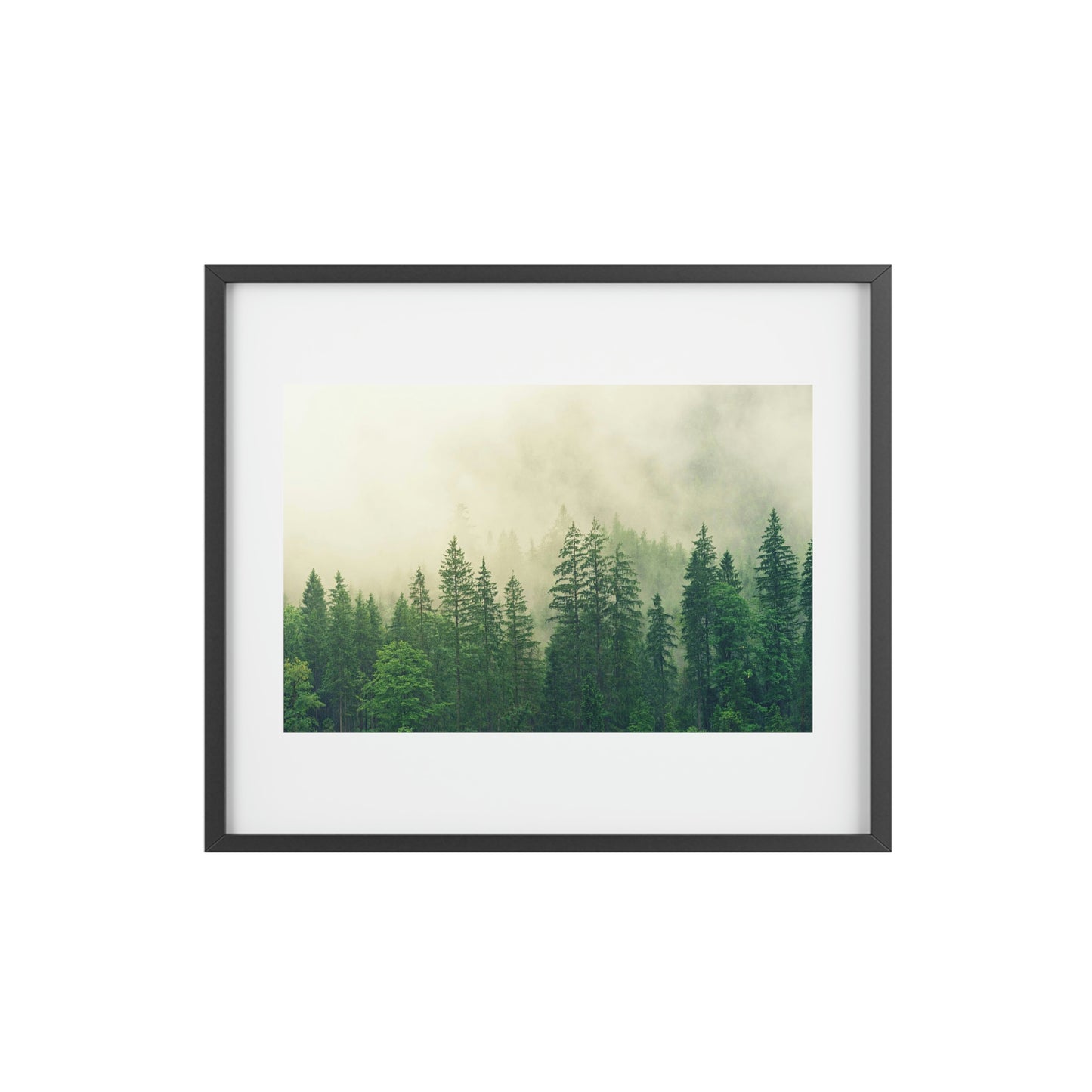 Foggy Forest - Framed Posters, Matte