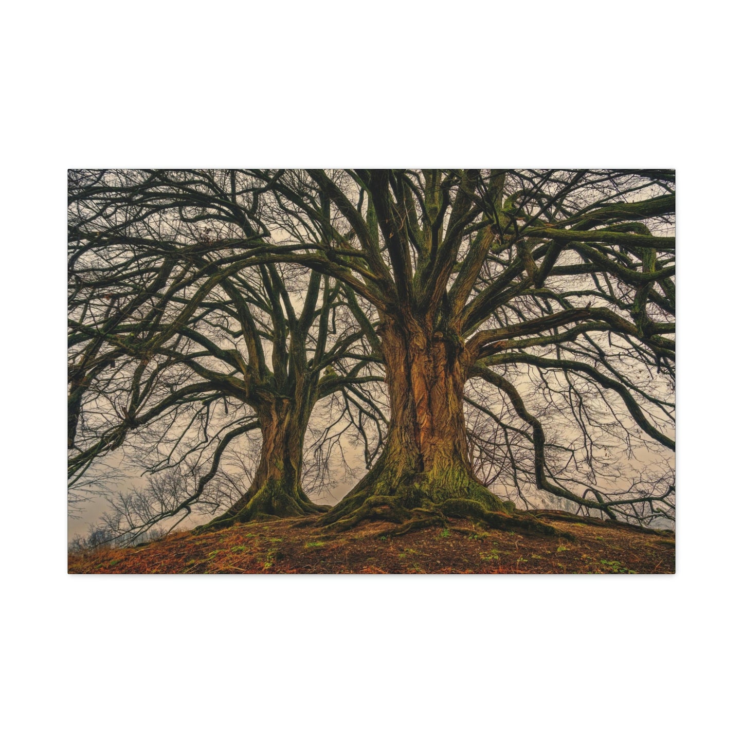 Dark Trees - Nature, Trees, Dark Canvas Gallery Wraps