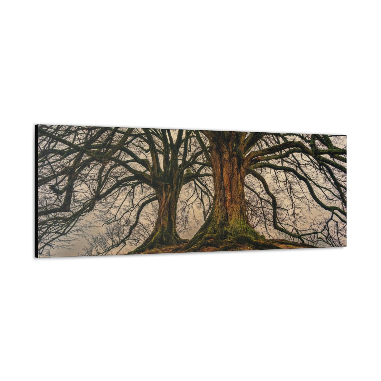 Dark Trees - Nature, Trees, Dark Canvas Gallery Wraps