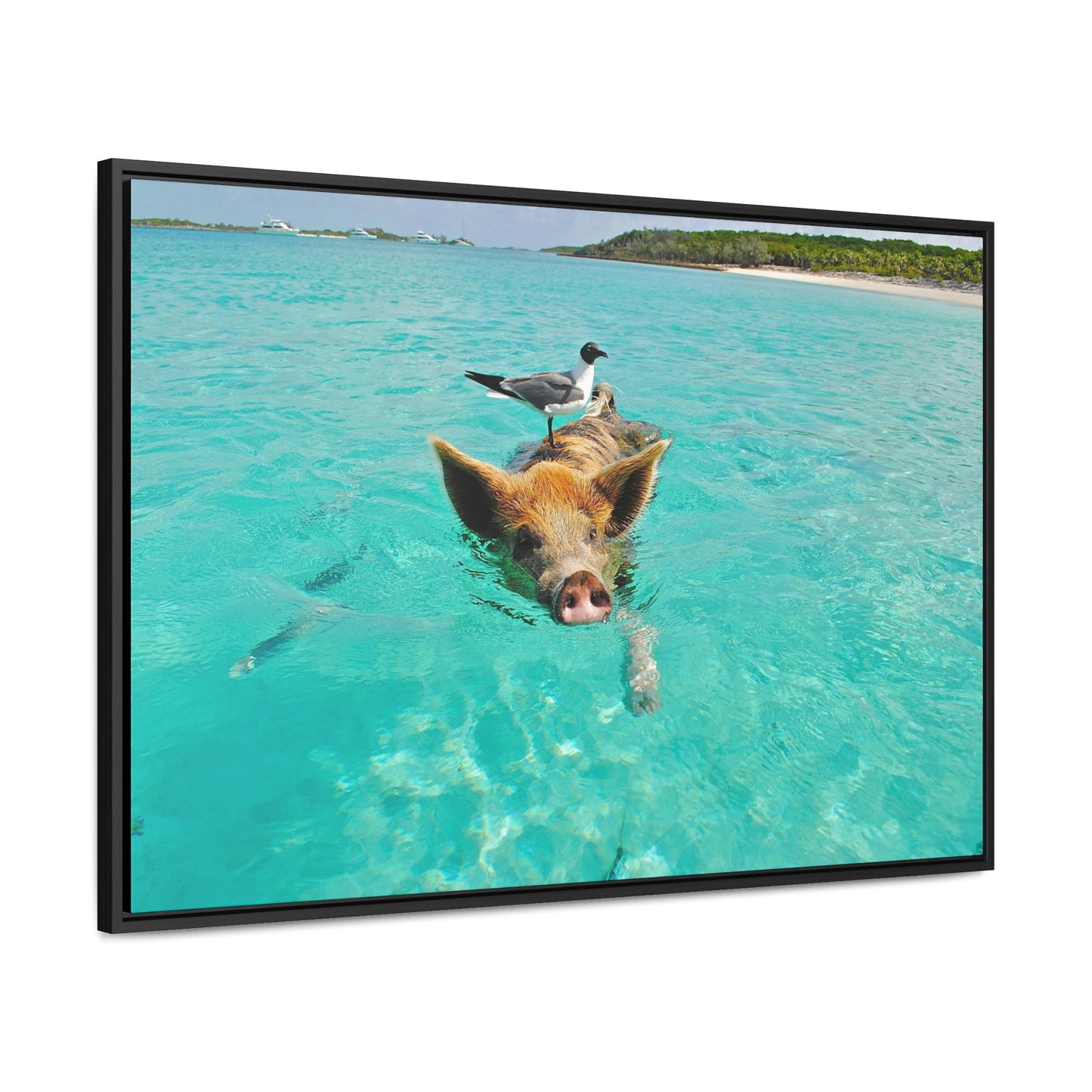 Ocean hog - Gallery Canvas Wraps, Horizontal Frame