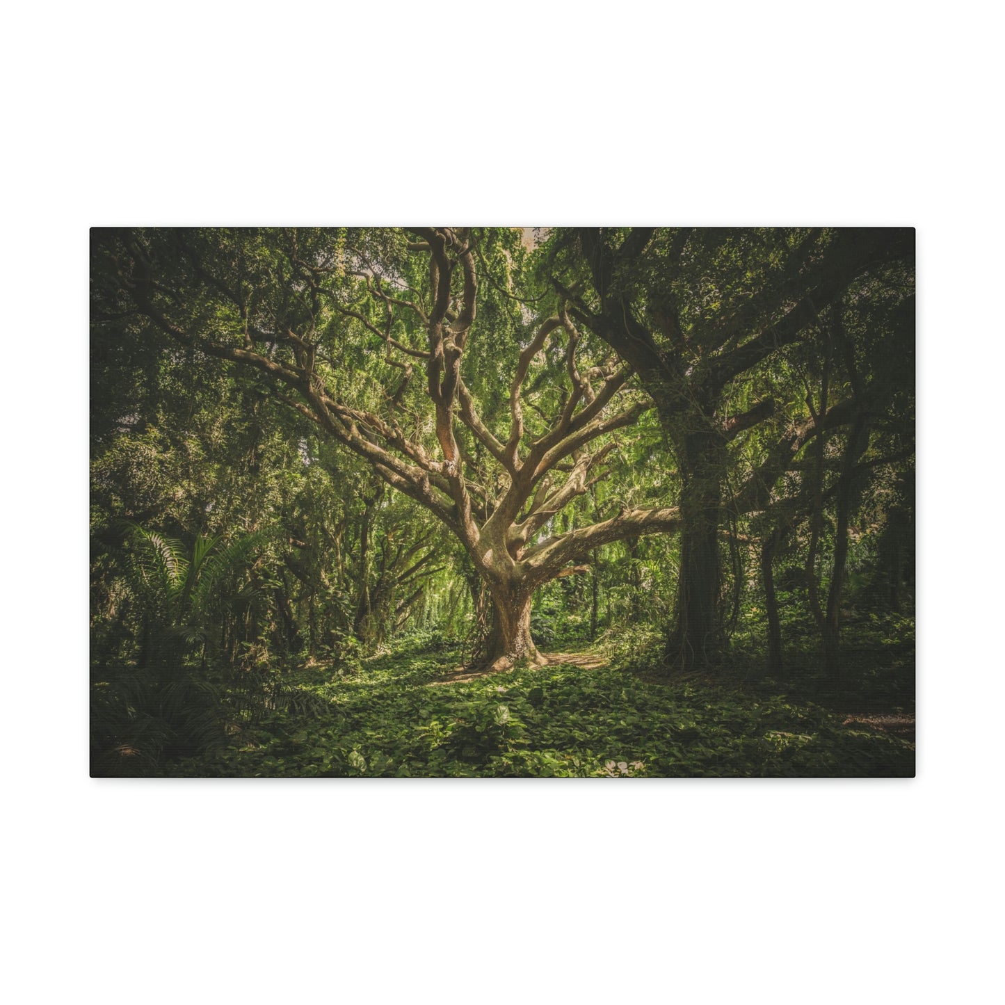Forest - Tree Canvas Gallery Wraps