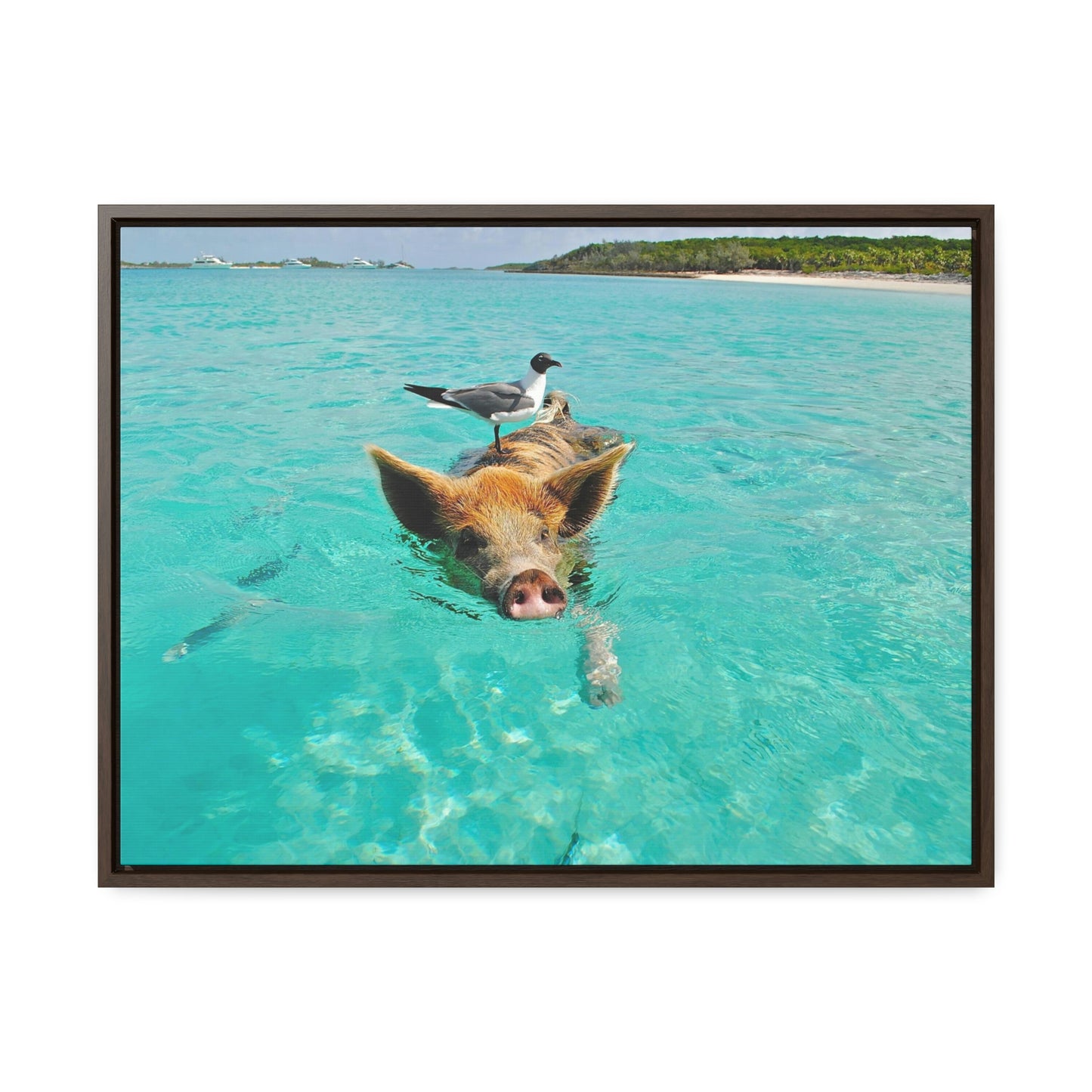 Ocean hog - Gallery Canvas Wraps, Horizontal Frame