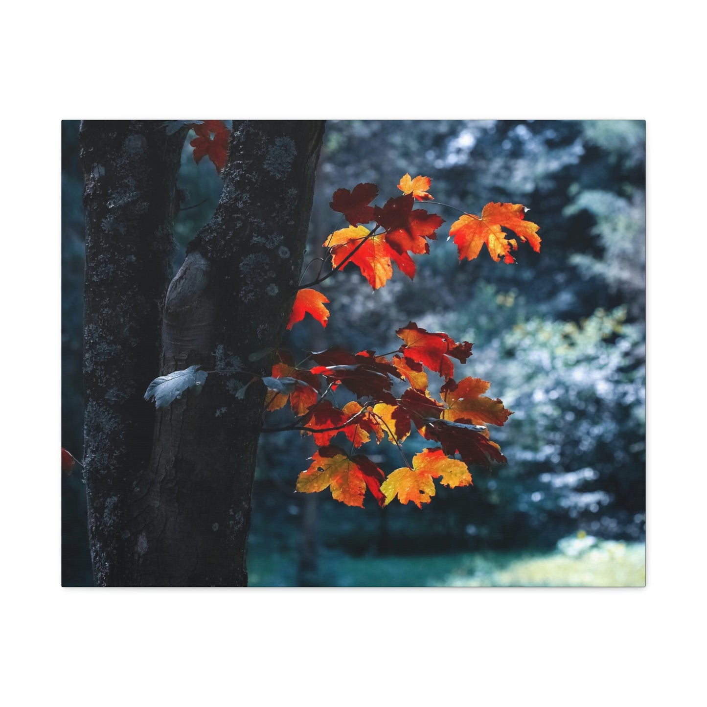 The last Leaves, Fall, Foliage, Nature, Forest - Canvas Gallery Wraps