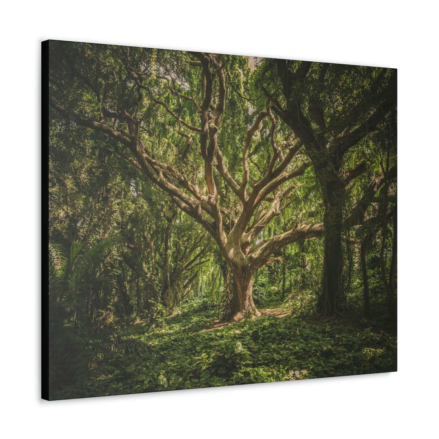 Forest - Tree Canvas Gallery Wraps