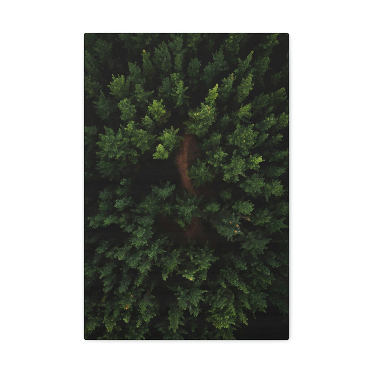 Forest eagle-view - Canvas Gallery Wraps