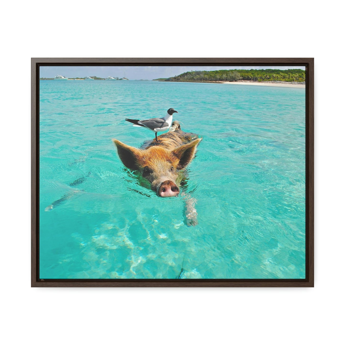 Ocean hog - Gallery Canvas Wraps, Horizontal Frame