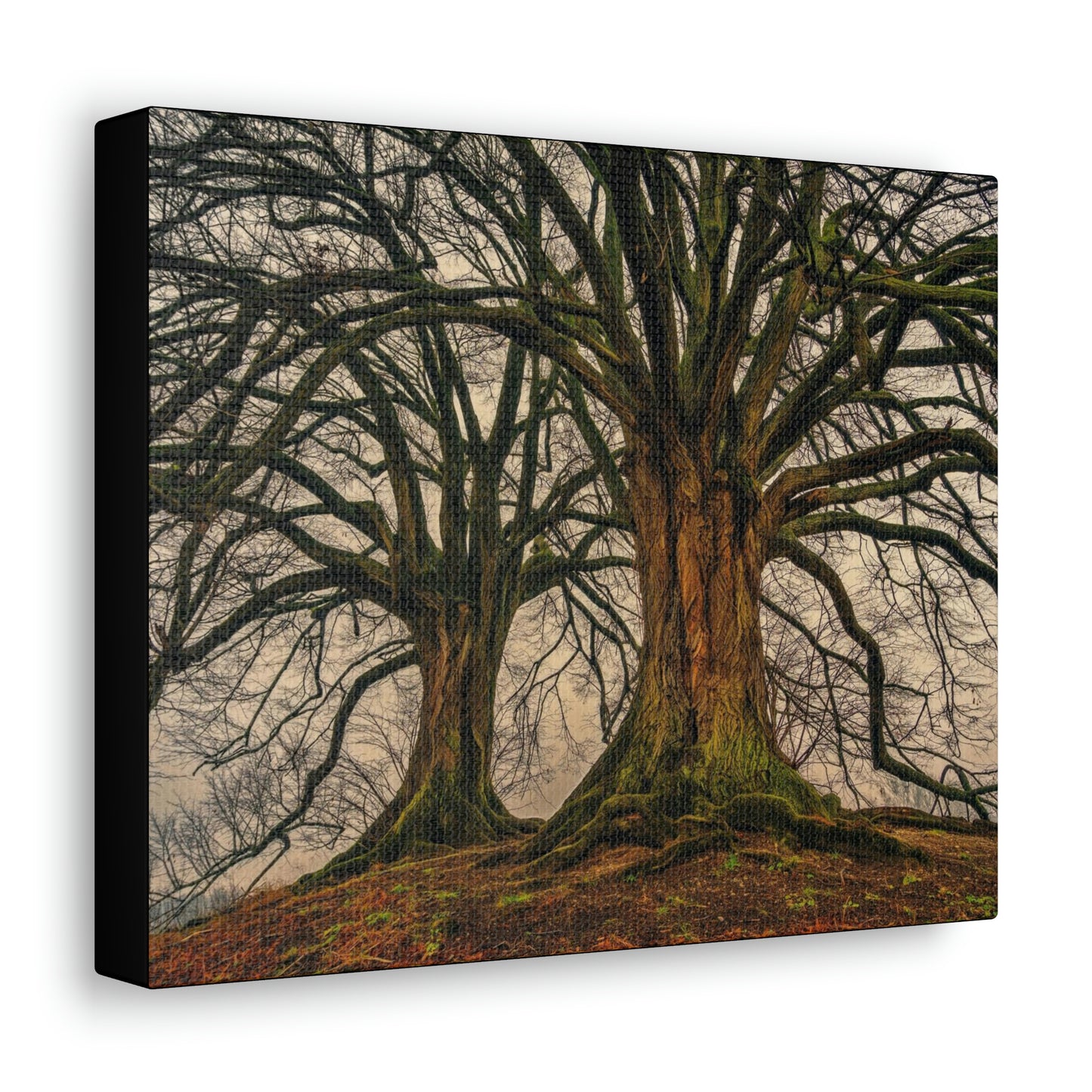 Dark Trees - Nature, Trees, Dark Canvas Gallery Wraps