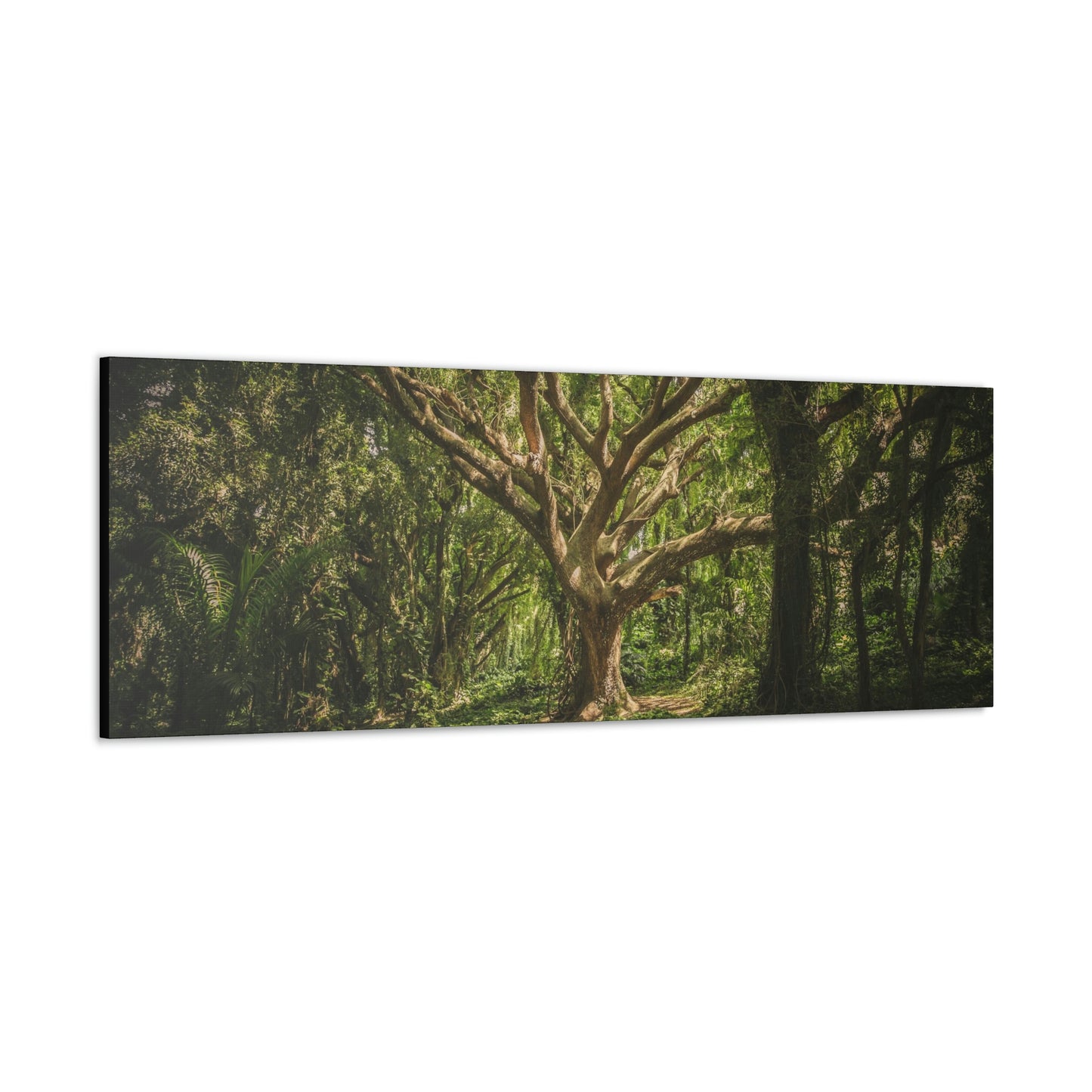 Forest - Tree Canvas Gallery Wraps