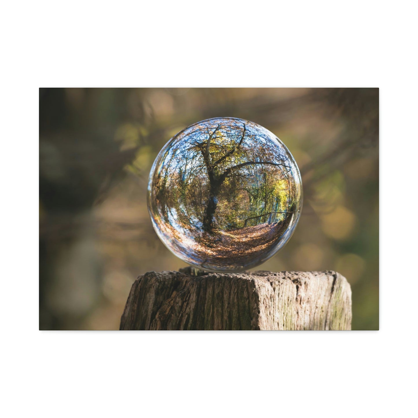 Forest, Globe, Trees, Nature, Forest Globe - Polyester Canvas