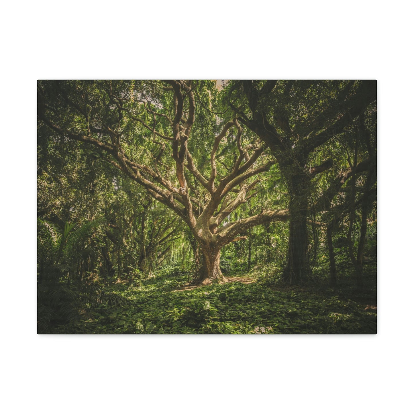 Forest - Tree Canvas Gallery Wraps