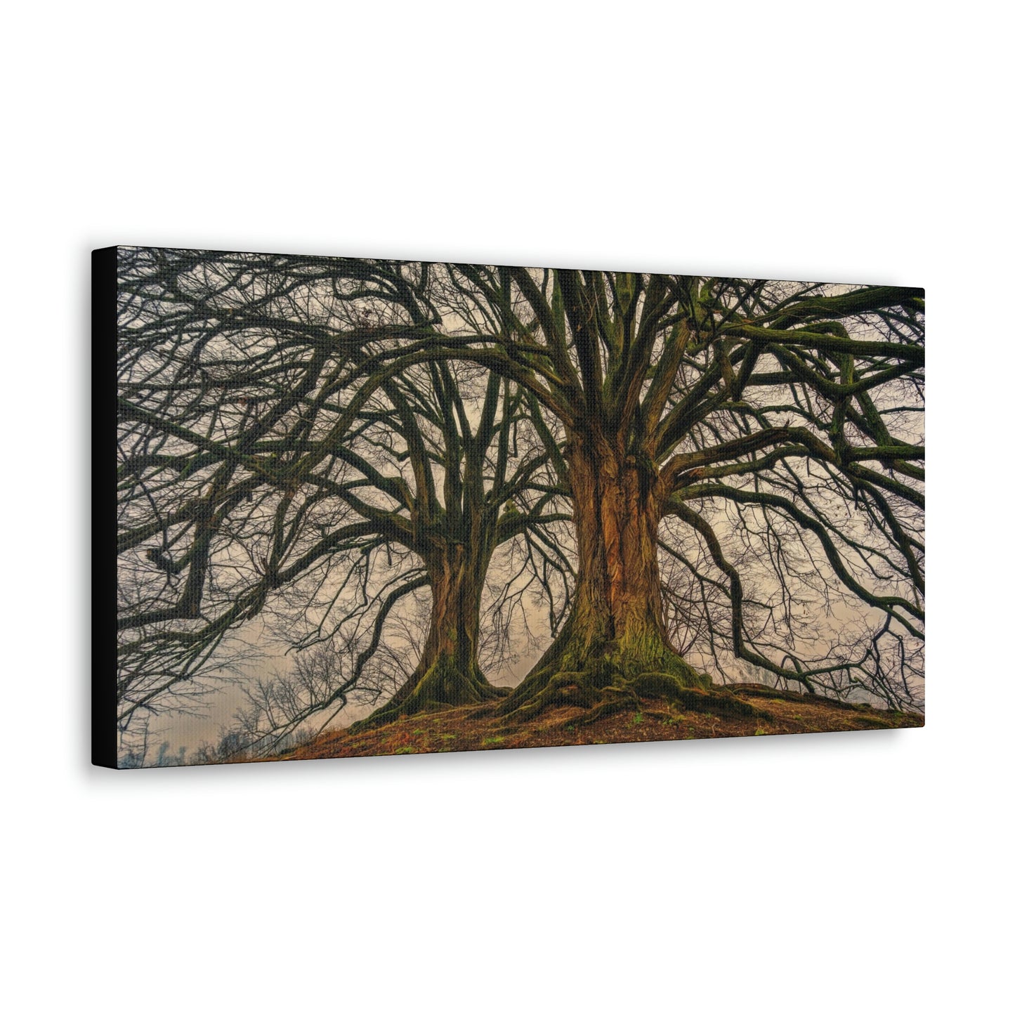 Dark Trees - Nature, Trees, Dark Canvas Gallery Wraps