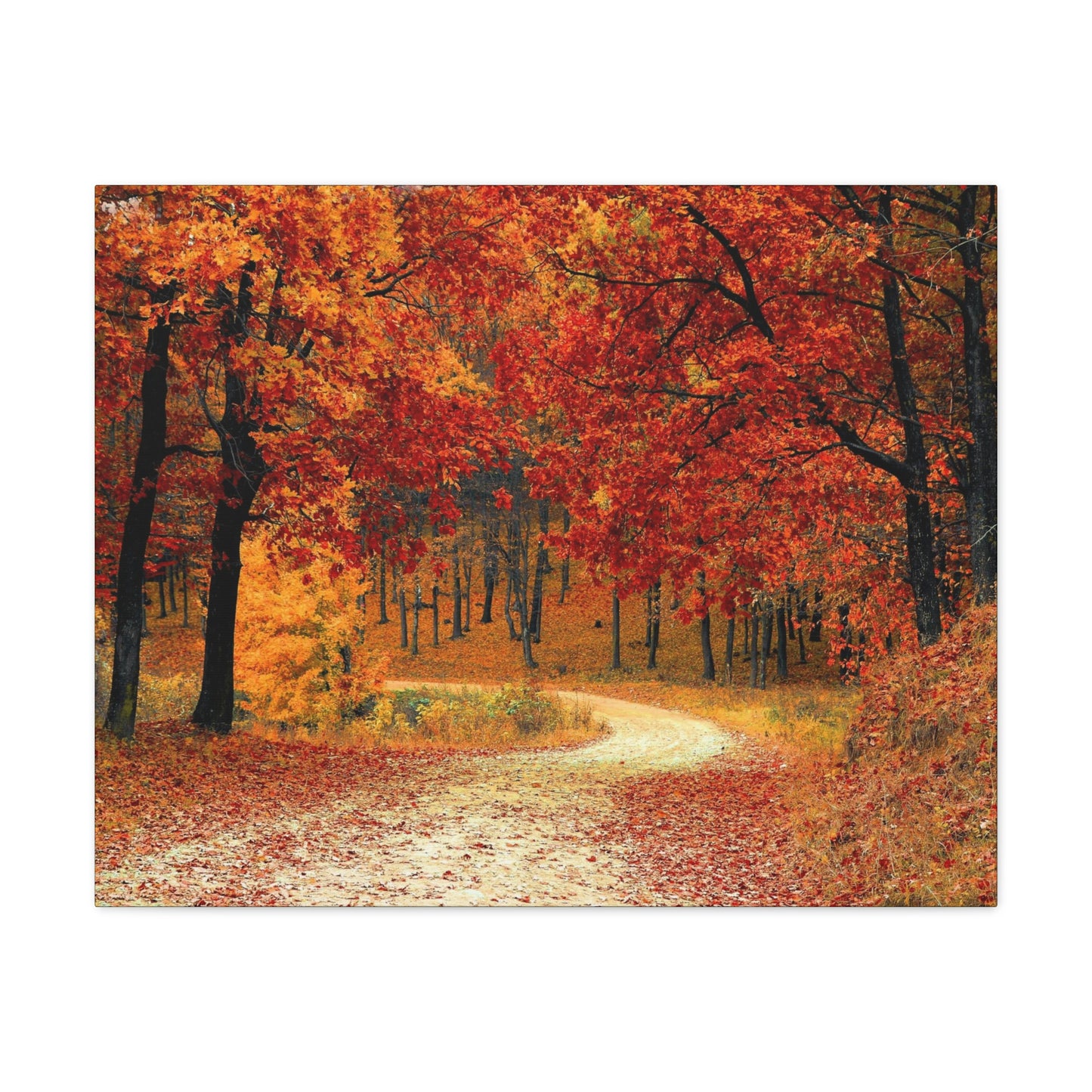 Fall Trail - Foliage forest - Canvas Gallery Wraps