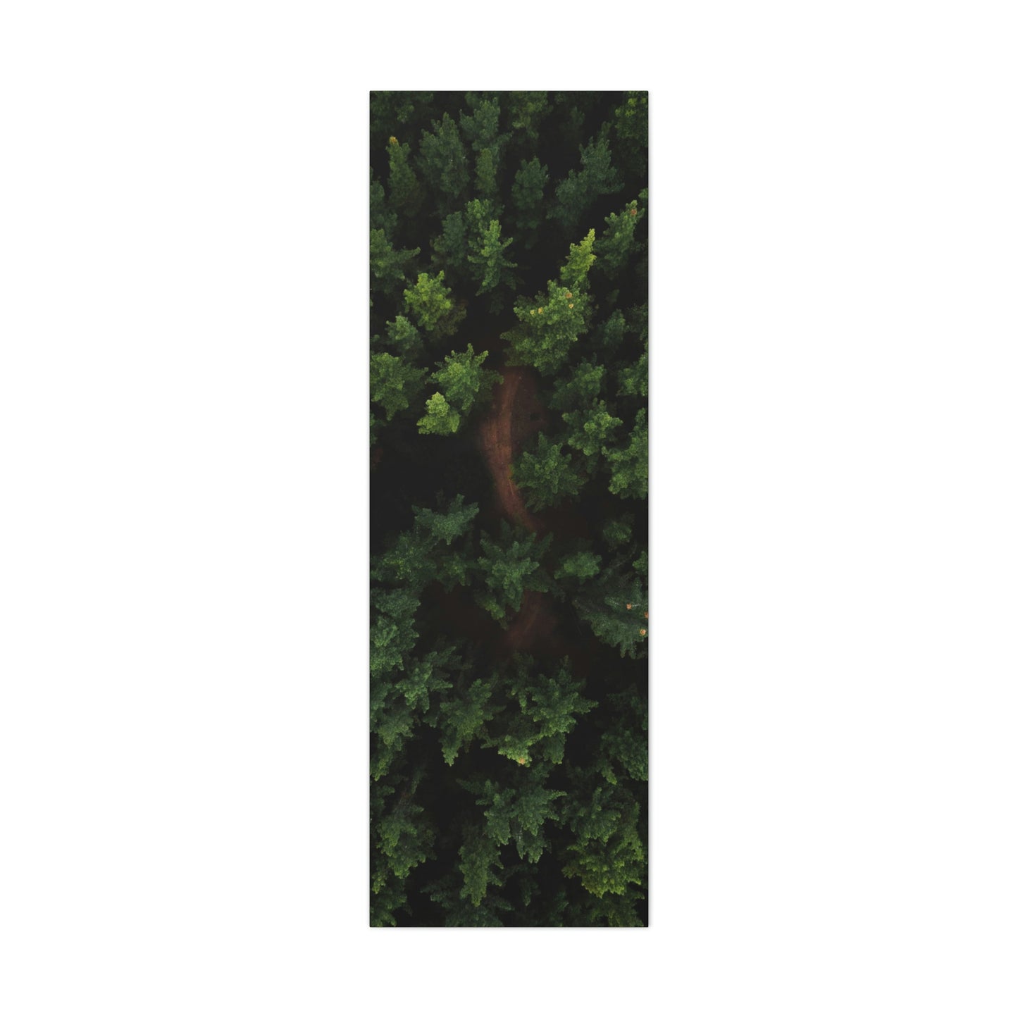Forest eagle-view - Canvas Gallery Wraps