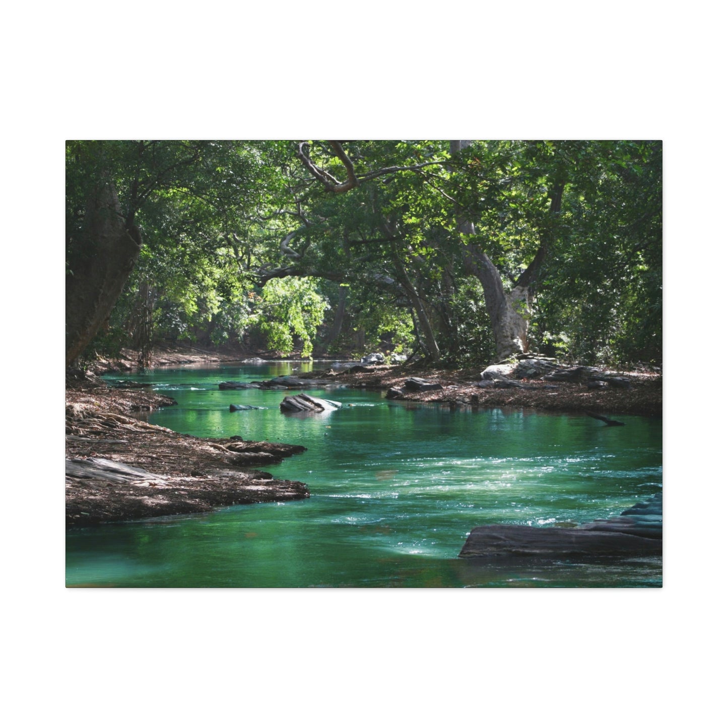 Scenic River - Forest - Canvas Gallery Wraps