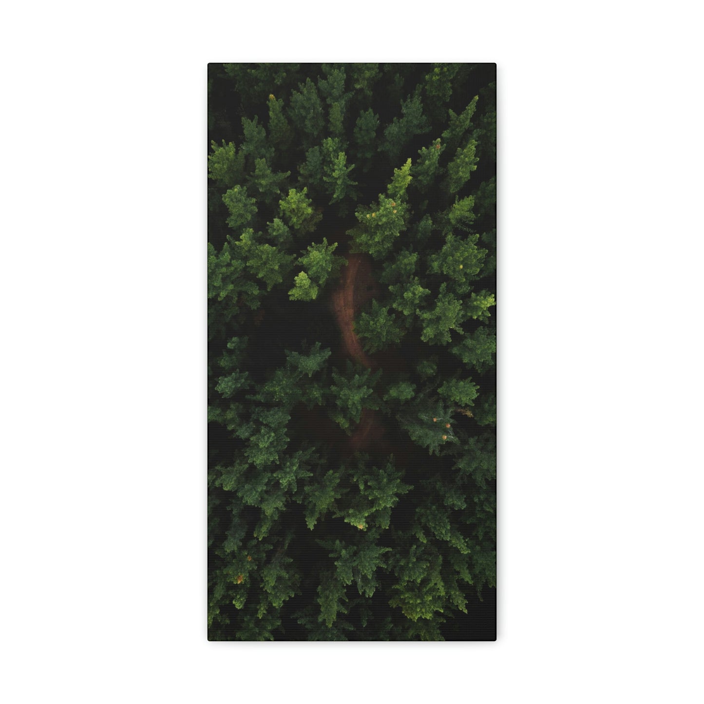 Forest eagle-view - Canvas Gallery Wraps