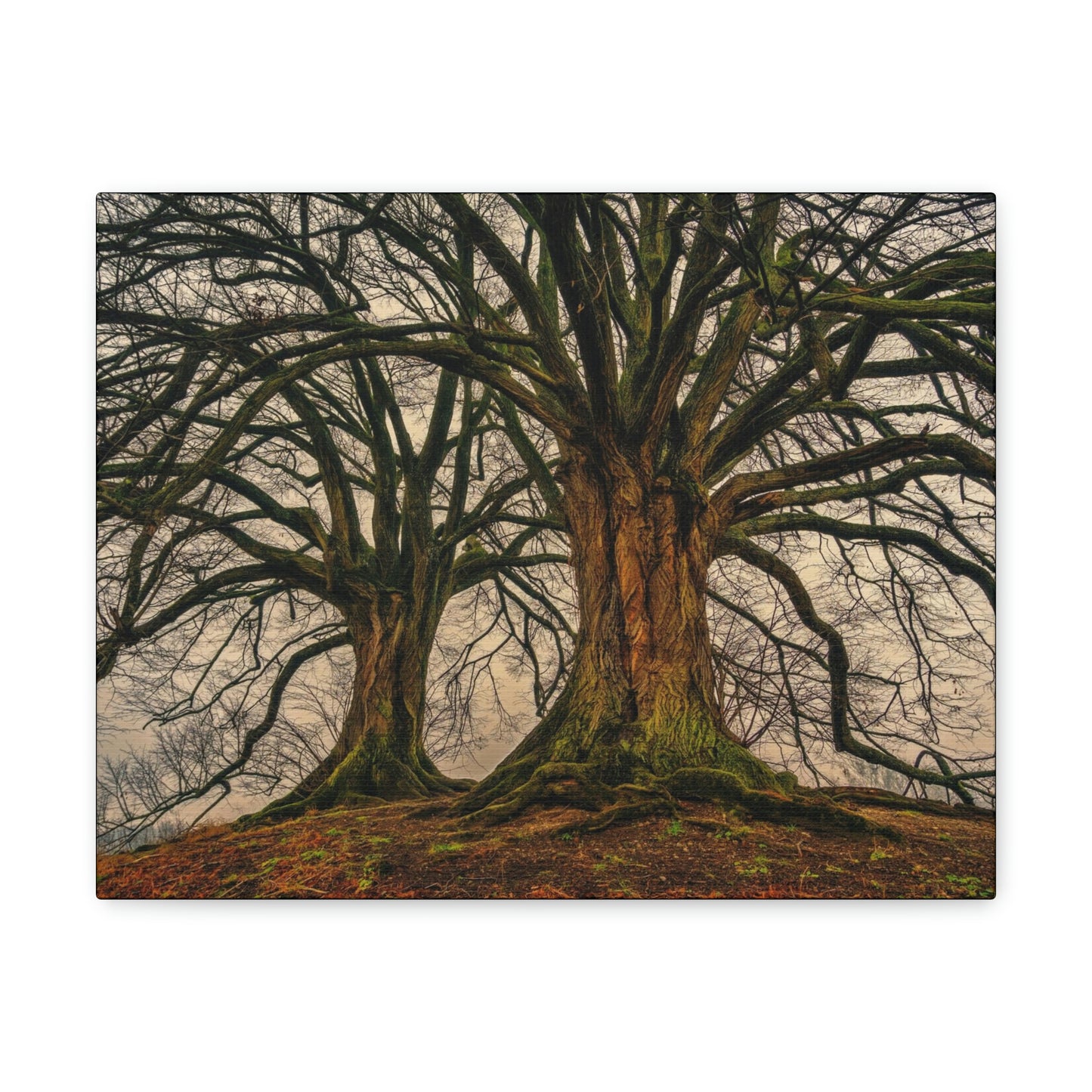 Dark Trees - Nature, Trees, Dark Canvas Gallery Wraps