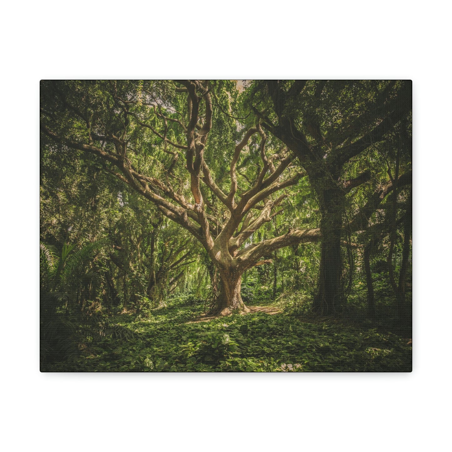 Forest - Tree Canvas Gallery Wraps