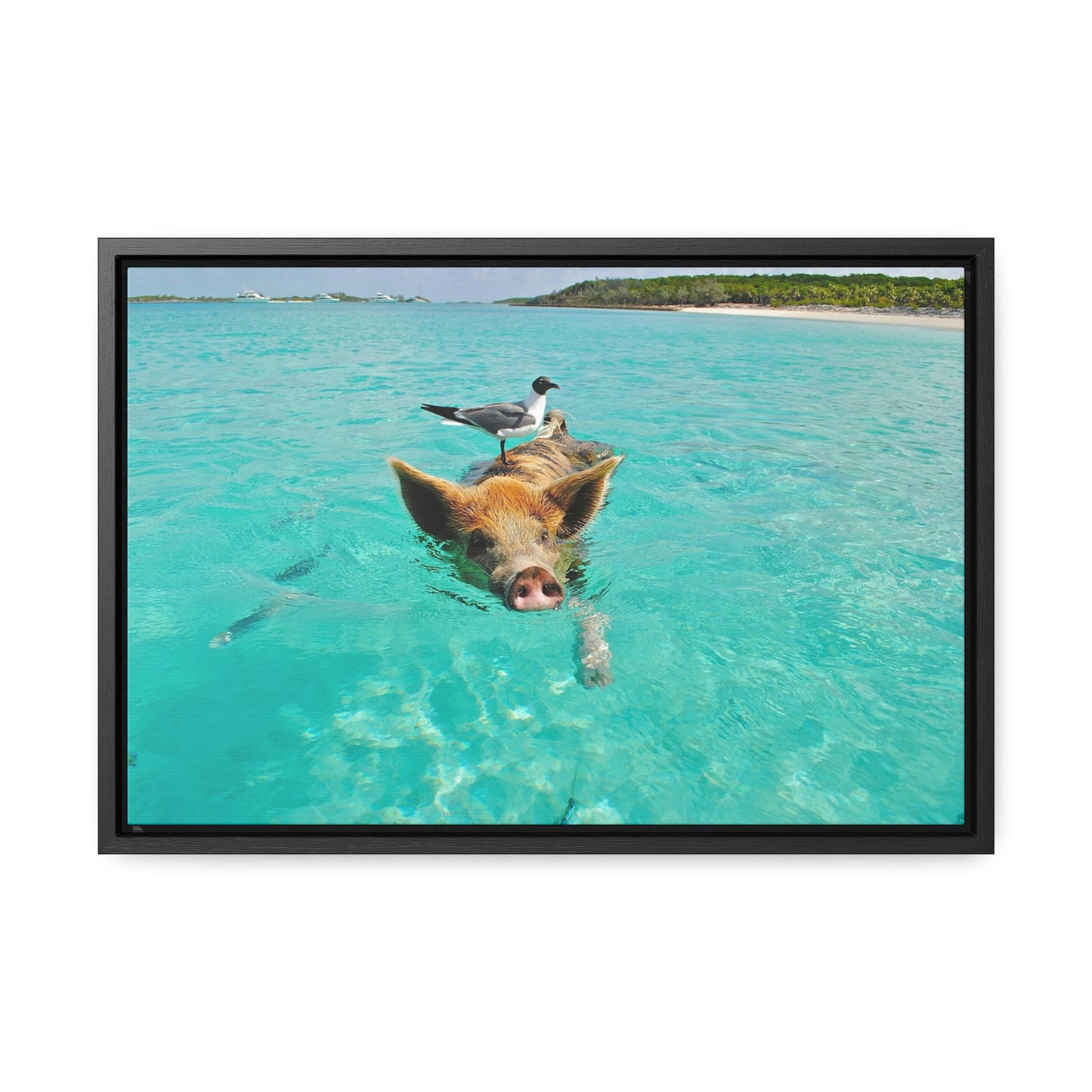 Ocean hog - Gallery Canvas Wraps, Horizontal Frame