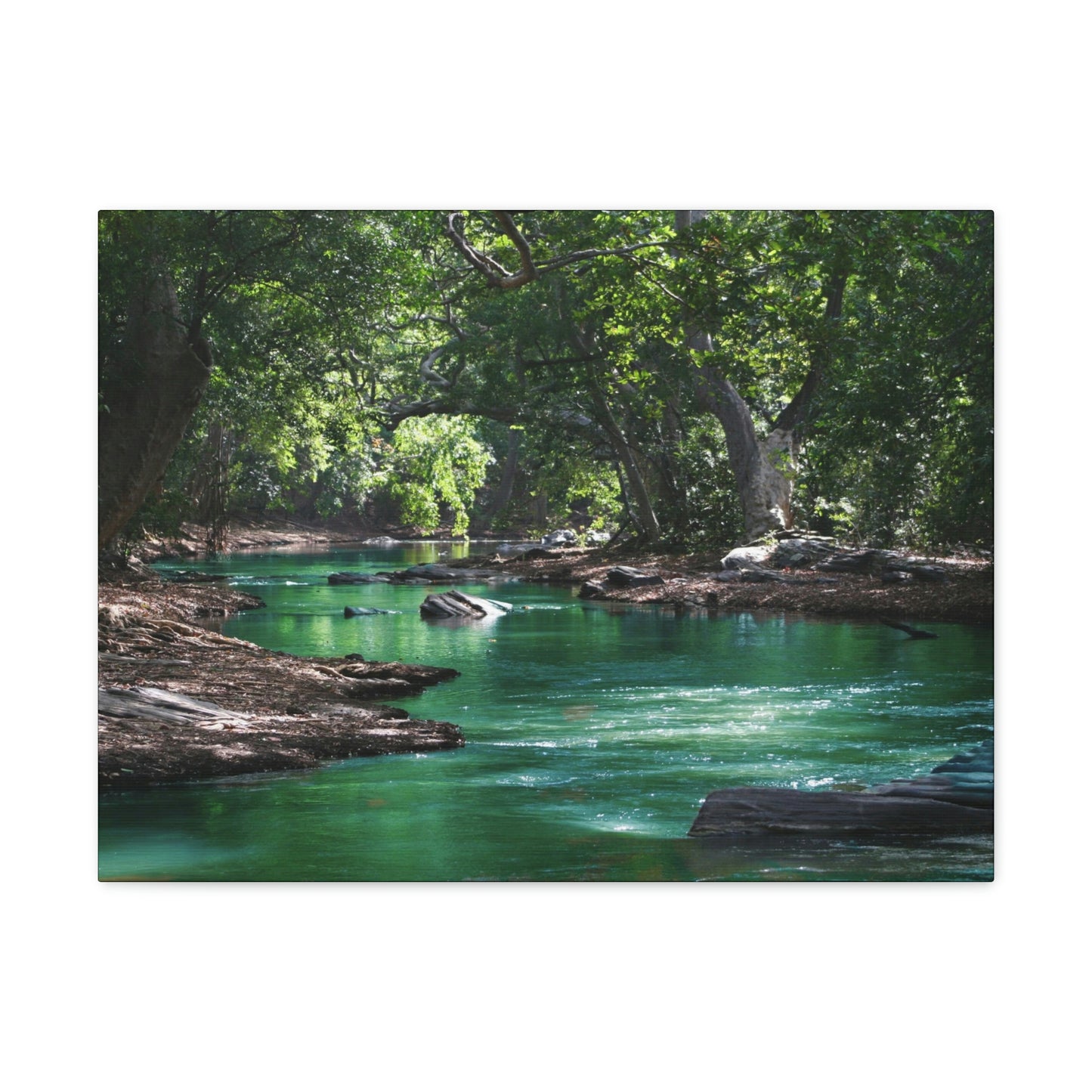 Scenic River - Forest - Canvas Gallery Wraps
