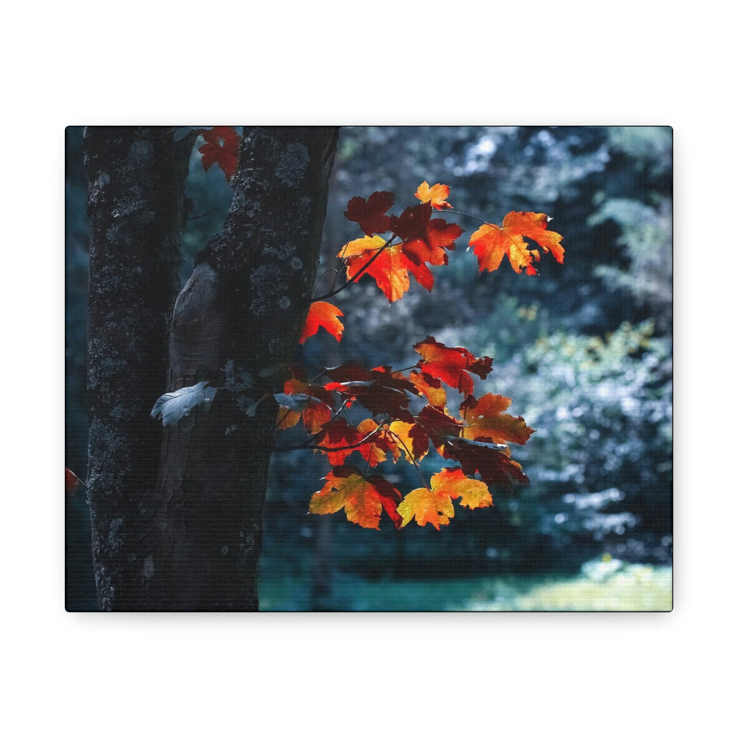 The last Leaves, Fall, Foliage, Nature, Forest - Canvas Gallery Wraps
