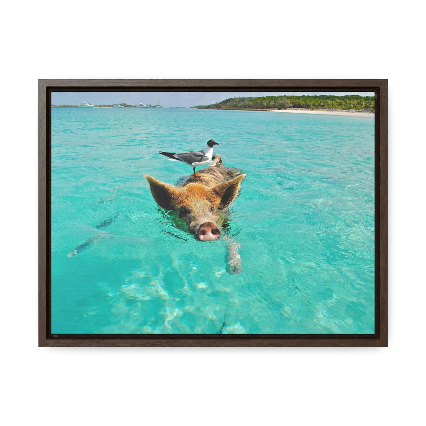 Ocean hog - Gallery Canvas Wraps, Horizontal Frame