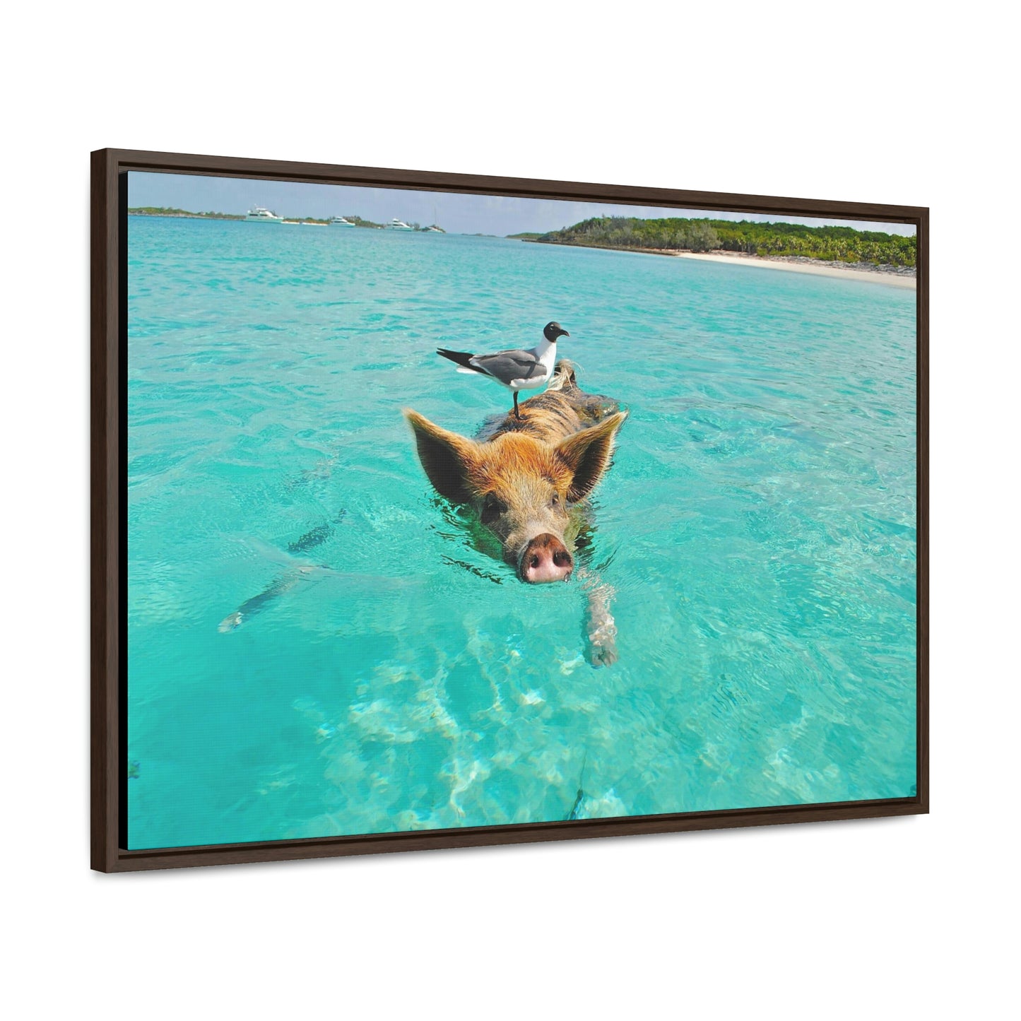 Ocean hog - Gallery Canvas Wraps, Horizontal Frame