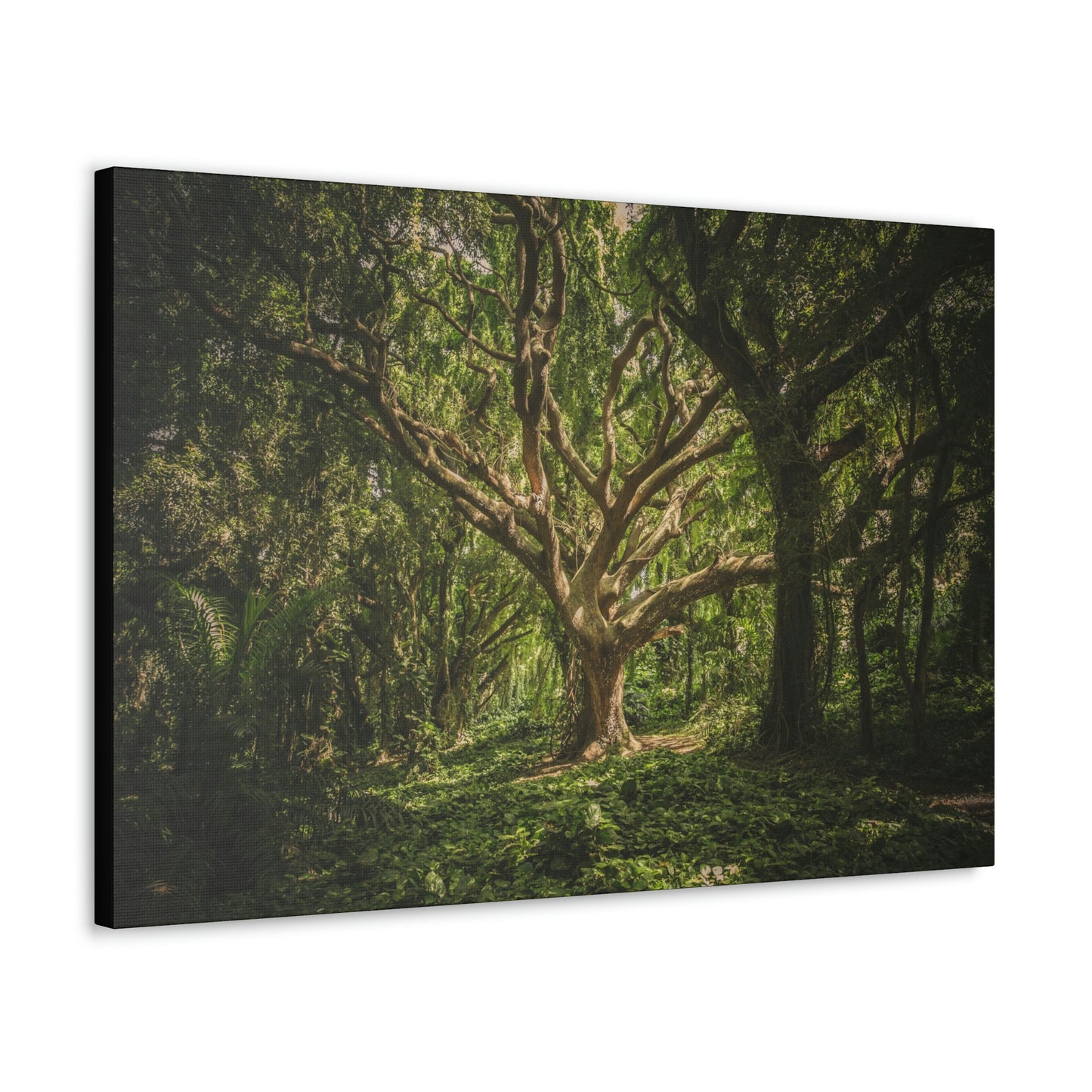 Forest - Tree Canvas Gallery Wraps