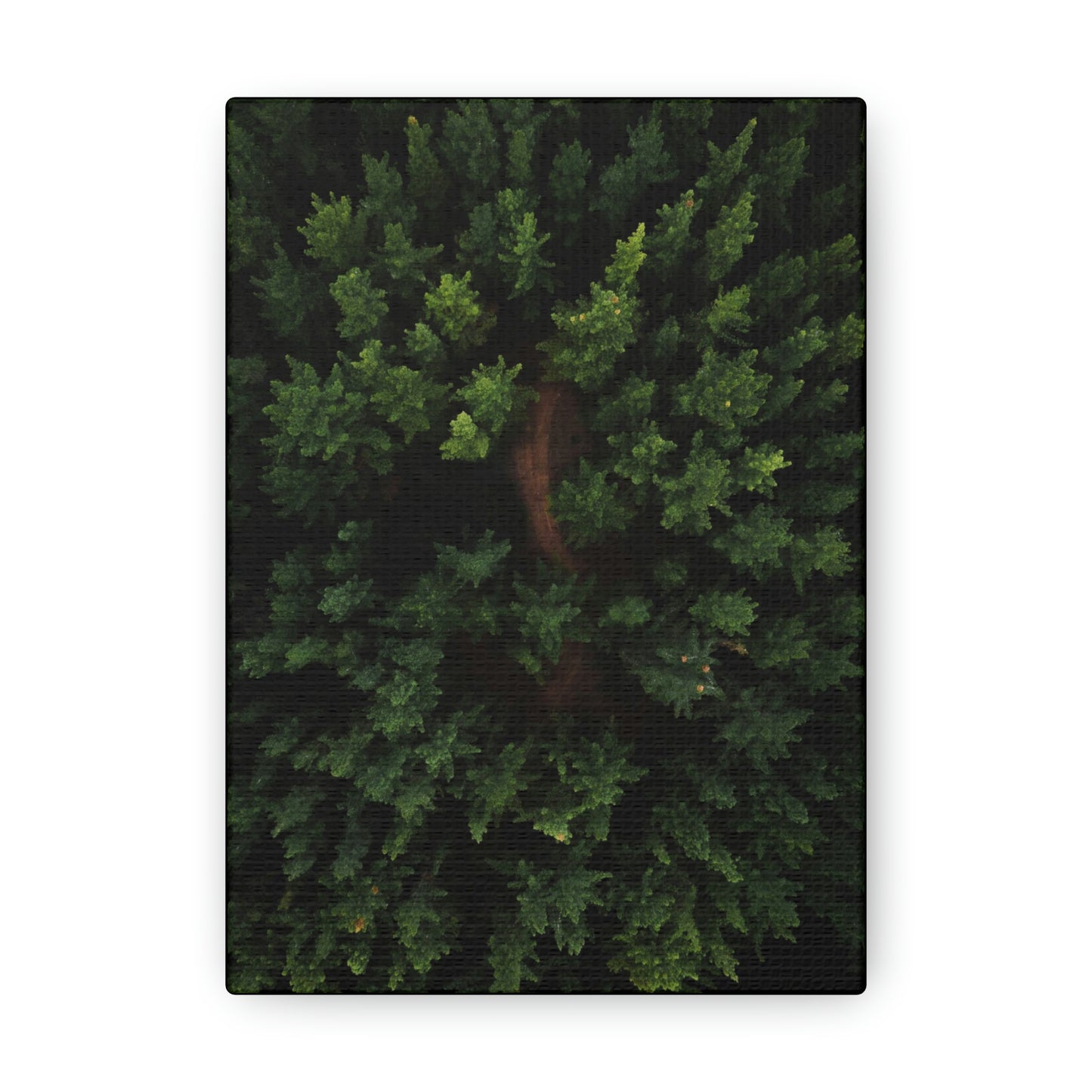 Forest eagle-view - Canvas Gallery Wraps