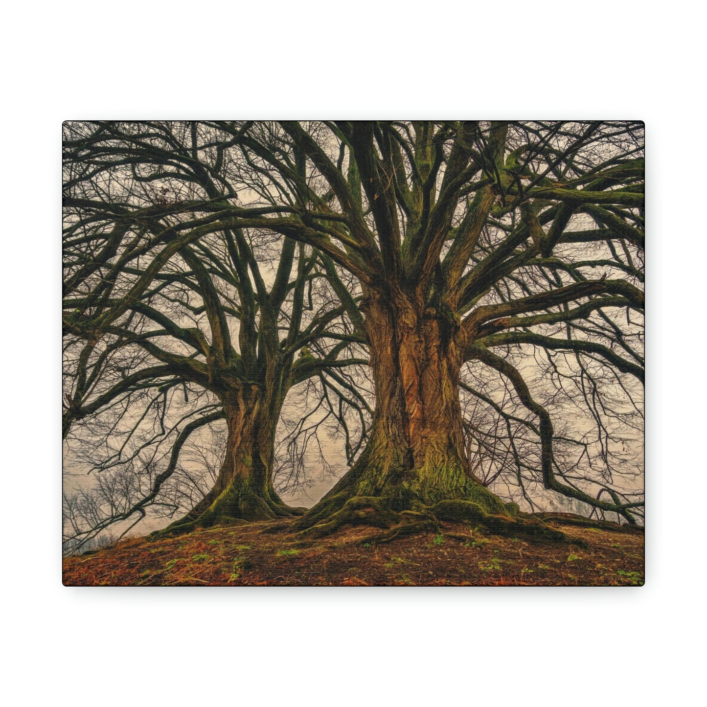 Dark Trees - Nature, Trees, Dark Canvas Gallery Wraps